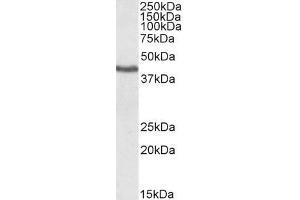 ABIN184727 (1µg/ml) staining of Human Heart lysate.