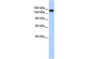 Western Blotting (WB) image for anti-Synaptojanin 1 (SYNJ1) antibody (ABIN2458507) (Synaptojanin 1 anticorps)