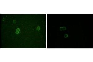 Immunofluorescence analysis of methanol-fixed L-02 (left) and Cos7 (right) cells using ApoM antibody showing cytoplasmic and membrane localization. (Apolipoprotein M anticorps)