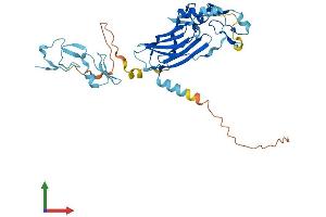 AlphaFold protein structure predicition of Human Recombinant ITGB1BP2 Protein, UniprotID Q9UKP3