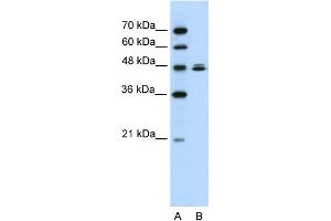 WB Suggested Anti-HSPBAP1 Antibody Titration:  0. (HSPBAP1 anticorps  (C-Term))