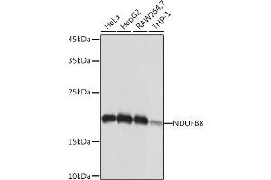 Western blot analysis of extracts of various cell lines, using NDUFB8 Rabbit mAb (ABIN7268813) at 1:1000 dilution. (NDUFB8 anticorps)