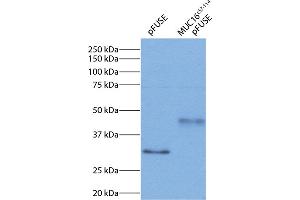 293 cell expression of MUC16c57-114-pFUSE-hIgG1-Fc2 fusion protein was resolved by electrophoresis, transferred to PVDF membrane, and probed with Mouse Anti-Human IgG1 Fc-HRP (Souris anti-Humain IgG1 (Fc Region) Anticorps (HRP))