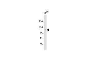 Anti-SEC24D Antibody (N-Term) at 1:2000 dilution + Hela whole cell lysate Lysates/proteins at 20 μg per lane. (SEC24D anticorps  (AA 235-266))