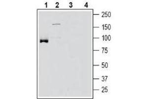 Western blot analysis of mouse brain membranes (lanes 1 and 3) and rat brain membranes (lanes 2 and 4): - 1-2.