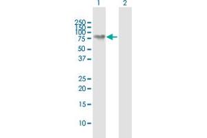 Western Blot analysis of NEFL expression in transfected 293T cell line by NEFL MaxPab polyclonal antibody. (NEFL anticorps  (AA 1-543))