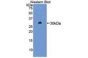 Western Blotting (WB) image for anti-Amylase alpha 2, Pancreatic (AMY2) (AA 22-257) antibody (ABIN1866666) (AMY2 anticorps  (AA 22-257))