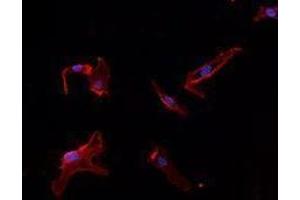 Immunofluorescence (IF) image for anti-Platelet/endothelial Cell Adhesion Molecule (PECAM1) antibody (ABIN2664550)