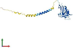 AlphaFold protein structure predicition of Mouse Recombinant Klrg1 Protein, UniprotID O88713