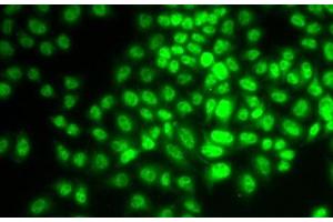 Immunofluorescence analysis of HeLa cells using CCNG1 Polyclonal Antibody (Cyclin G1 anticorps)
