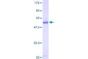 Image no. 1 for Platelet-Activating Factor Acetylhydrolase 1b, Catalytic Subunit 2 (30kDa) (PAFAH1B2) (AA 1-229) protein (GST tag) (ABIN1313895)