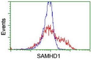 Image no. 8 for anti-SAM Domain and HD Domain 1 (SAMHD1) antibody (ABIN1500798)