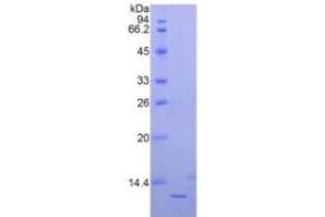 SDS-PAGE of Protein Standard from the Kit  (Highly purified E.