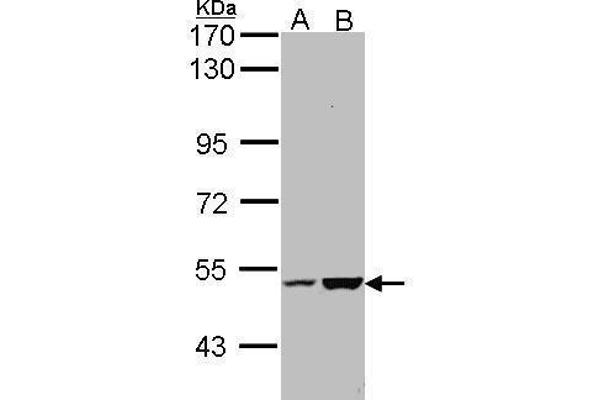 KIAA0494 anticorps  (Center)