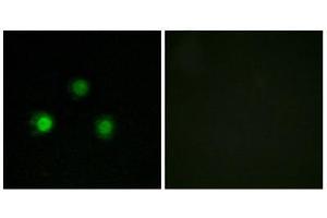 Immunofluorescence (IF) image for anti-Mismatch Repair Protein 2 (MSH2) (Internal Region) antibody (ABIN2843737)