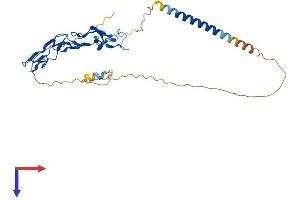 AlphaFold protein structure predicition of Mouse Recombinant Eda2r Protein, UniprotID Q8BX35