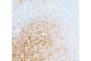 Immunohistochemistry (IHC) image for anti-CD14 (CD14) (AA 20-352) antibody (ABIN7453998) (Recombinant CD14 anticorps  (AA 20-352))