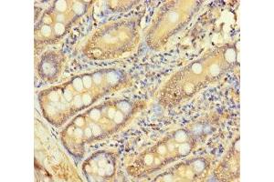 Immunohistochemistry of paraffin-embedded human small intestine tissue using ABIN7158841 at dilution of 1:100 (LOXL3 anticorps  (AA 401-608))