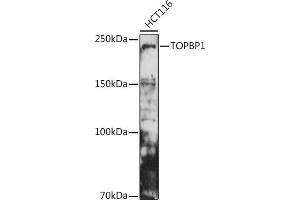 Western blot analysis of extracts of HCT116 cells, using TOPBP1 antibody (ABIN6129493, ABIN6149398, ABIN6149401 and ABIN6221465) at 1:500 dilution. (TOPBP1 anticorps  (AA 1253-1522))