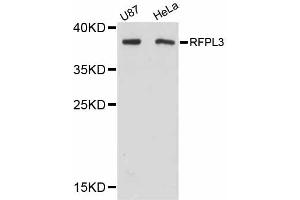 Western blot analysis of extracts of various cell lines, using RFPL3 antibody (ABIN5998688) at 1:3000 dilution. (RFPL3 anticorps)