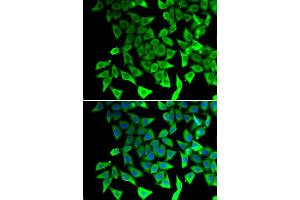 Immunofluorescence analysis of A549 cells using PTGES2 antibody. (PTGES2 anticorps)