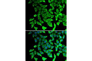 Immunofluorescence analysis of A549 cells using PTGES2 antibody. (PTGES2 anticorps)