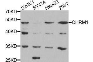 Western blot analysis of extracts of various cell lines, using CHRM1 antibody. (CHRM1 anticorps)