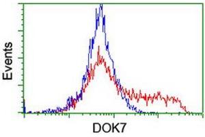 HEK293T cells transfected with either RC219267 overexpress plasmid (Red) or empty vector control plasmid (Blue) were immunostained by anti-DOK7 antibody (ABIN2455837), and then analyzed by flow cytometry. (DOK7 anticorps)
