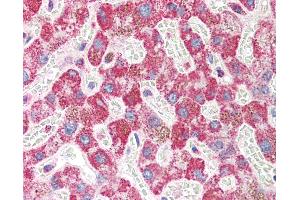 Anti-FBXO43 / EMI2 antibody IHC of human liver. (FBXO43 anticorps  (N-Term))