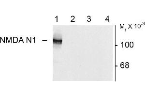 Western blots of 10 ug of HEK 293 cells expressing: Lane 1 - NR1 subunit containing the N1 and C2' Insert showing specific immunolabeling of the ~120k NR1 subunit of the NMDA receptor containing the N1 splice variant insert. (GRIN1/NMDAR1 anticorps)