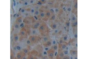 IHC-P analysis of Human Tissue, with DAB staining. (Kallikrein 7 anticorps  (AA 23-253))