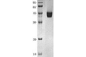Validation with Western Blot (GLN1 Protein (Transcript Variant 1) (His tag))