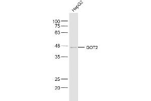 HepG2 lysates probed with GOT2 Polyclonal Antibody, Unconjugated  at 1:300 dilution and 4˚C overnight incubation. (GOT2 anticorps  (AA 81-180))
