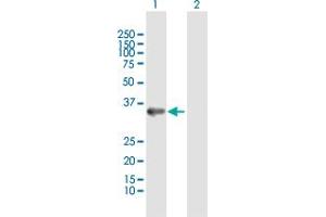 Western Blot analysis of ANXA4 expression in transfected 293T cell line by ANXA4 MaxPab polyclonal antibody.