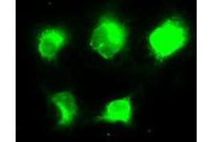 Image no. 2 for anti-N-Acetyltransferase 8 (NAT8) antibody (ABIN1501543) (NAT8 anticorps)