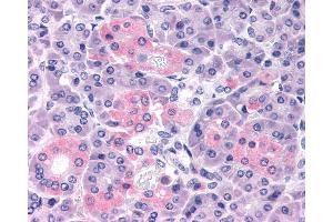 Anti-PTHR2 / PTH2R antibody IHC of human pancreas.