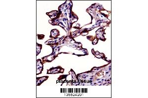 ALPP Antibody immunohistochemistry analysis in formalin fixed and paraffin embedded human placenta tissue followed by peroxidase conjugation of the secondary antibody and DAB staining.