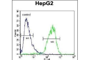 CHPT1 Antibody (N-term) (ABIN654145 and ABIN2844012) flow cytometric analysis of HepG2 cells (right histogram) compared to a negative control cell (left histogram).
