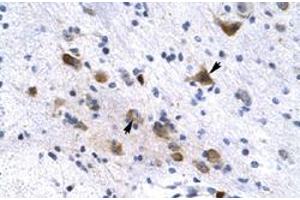 Immunohistochemical staining (Formalin-fixed paraffin-embedded sections) of human brain with KCNH6 polyclonal antibody  at 4-8 ug/mL working concentration.
