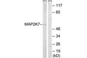 Western blot analysis of extracts from NIH-3T3 cells, using MAP2K7 (Ab-271) Antibody. (MAP2K7 anticorps  (AA 236-285))