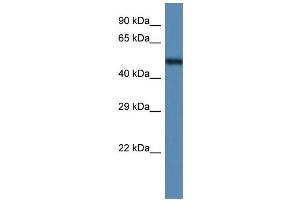 WB Suggested Anti-Anxa11 Antibody   Titration: 1. (Annexin A11 anticorps  (C-Term))