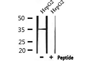 Western blot analysis of extracts from HepG2, using HOR5'Beta8 Antibody. (OR51J1 anticorps)