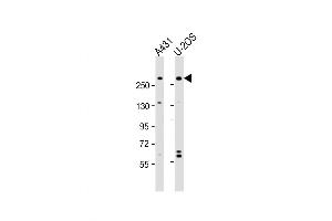 Western Blot at 1:2000 dilution Lane 1: A431 whole cell lysate Lane 2: U-2OS whole cell lysate Lysates/proteins at 20 ug per lane. (NBAS anticorps  (AA 628-661))