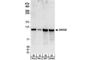 Western Blotting (WB) image for anti-DEAH (Asp-Glu-Ala-His) Box Polypeptide 36 (DHX36) (C-Term) antibody (ABIN7449716) (DHX36 anticorps  (C-Term))