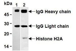 Western Blotting (WB) image for anti-Histone H2A antibody (ABIN1107544) (Histone H2A anticorps)