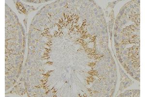 ABIN6269155 at 1/100 staining Mouse testis tissue by IHC-P.