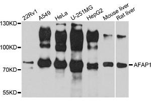 Western blot analysis of extracts of various cell lines, using AFAP1 antibody (ABIN1870854) at 1:1000 dilution. (AFAP anticorps)