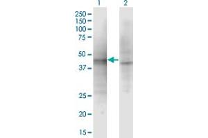 Western Blot analysis of ASZ1 expression in transfected 293T cell line by ASZ1 monoclonal antibody (M01), clone 3C9. (ASZ1 anticorps  (AA 127-234))
