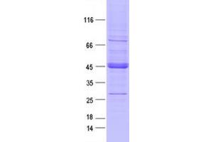 Validation with Western Blot