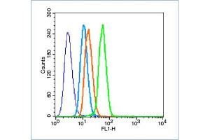 HeLa cells probed with HIF-1 Alpha Polyclonal Antibody, unconjugated  at 1:100 dilution for 30 minutes compared to control cells (blue) and isotype control (orange)
